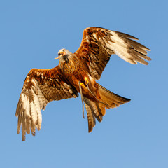 Birds of Prey Centre