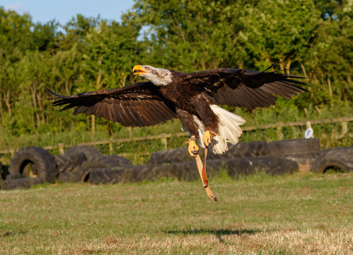 Birds of Prey Centre