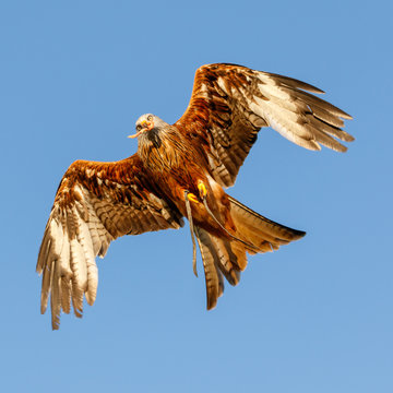 Birds of Prey Centre