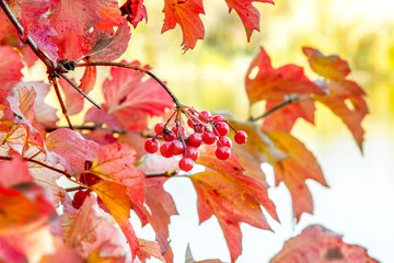  branch of ripe red viburnum with berries in autumn