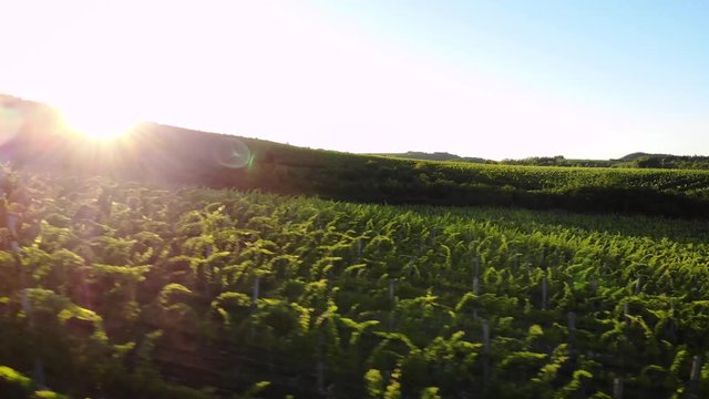 Aerial drone footage of a vineyard a hill during sunset with grapes for wine