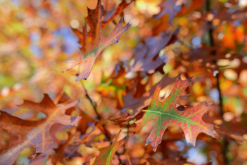 Colorful autumn trees and leaves