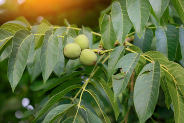 Obraz premium Green young walnuts ripen on branch of tree with green leaves after rain in sunny day. Concept of growing.