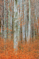 Autumn Birch grove
