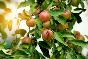 Red apples on apple tree branch