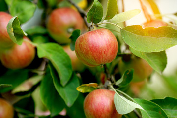 Apples ripening in the orchard