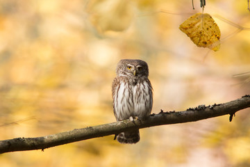 Owls - Pygmy Owl (Glaucidium passerinum)