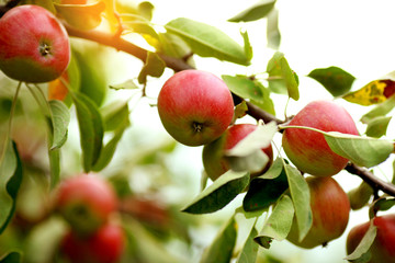 Trees with red apples in an orchard