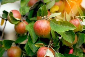 Red apples on apple tree branch, bright rays of the sun