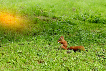 red squirrel with a lawn mower and a peanut
