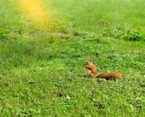 red squirrel with a lawn mower and a peanut