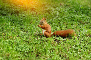 Naklejka na ściany i meble red squirrel with a lawn mower and a peanut