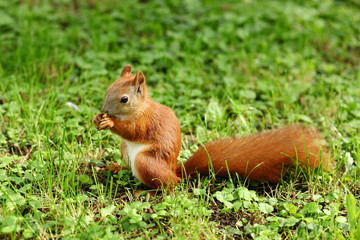 A cute Grey Squirrel (Scirius carolinensis) sitting on a log eating a nut.