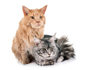 maine coon cats