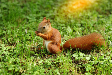 Naklejka na ściany i meble A cute Grey Squirrel (Scirius carolinensis) sitting on a log eating a nut.