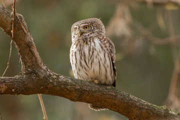 Owls - Pygmy Owl (Glaucidium passerinum)