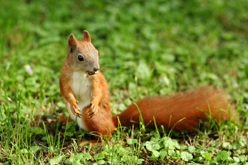 Naklejka na ściany i meble red squirrel with a lawn mower and a peanut