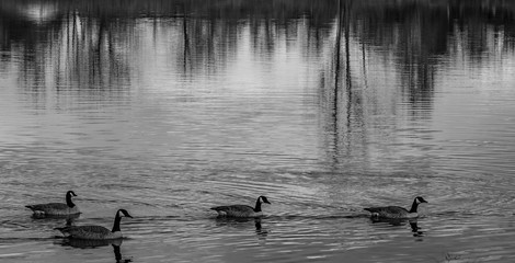 Geese on Lake