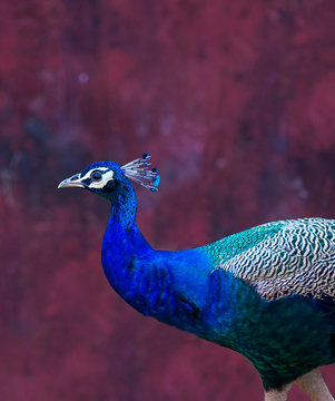 Colorful Peacock