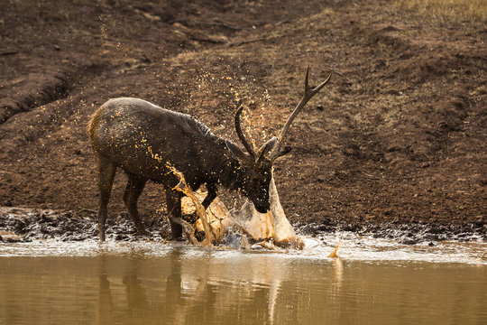Sambar Deer having Mud Bath