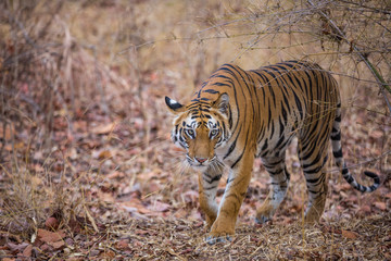 Fototapeta na wymiar The Bengal Tiger