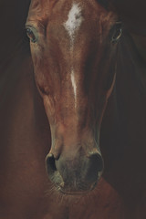 portret konia - obrazy, fototapety, plakaty