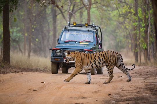Fototapeta The Bengal Tiger