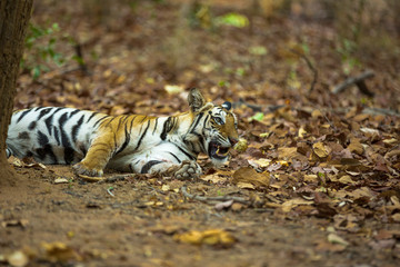 Naklejka na ściany i meble The Bengal Tiger