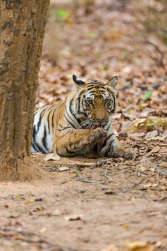 Tiger Licking his paw