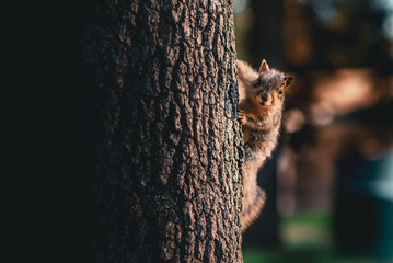 A squirrel on the side of the tree looking at the camera - obrazy, fototapety, plakaty