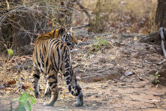 Tiger in the forest