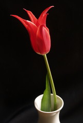 tulip in a vase