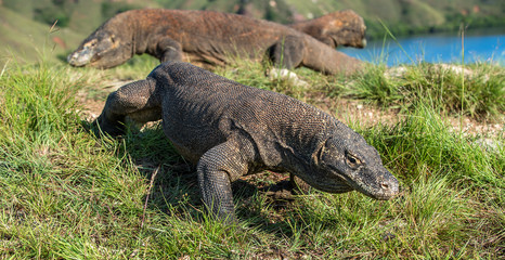 Portrait of the Komodo dragon ( Varanus komodoensis ) is the biggest living lizard in the world.  On island Rinca. Indonesia.