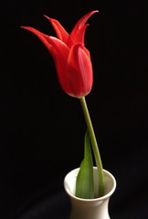red tulip in a vase