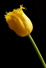 yellow tulip on black background