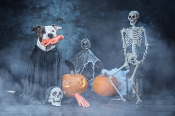 Halloween Hundeshooting im Studio 