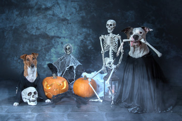 Halloween Hundeshooting im Studio 