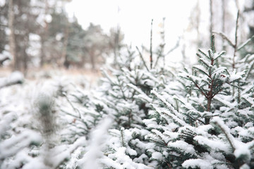 Winter forest. Landscape of winter forest on a sunny day. Snow-covered trees and Christmas trees in the forest. Branches under the snow. Bad snowy weather a cold day.