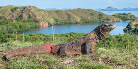 Portrait of the Komodo dragon ( Varanus komodoensis ) is the biggest living lizard in the world.  On island Rinca. Indonesia. - 232053035