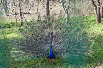 Obraz premium Peacock with feathers out