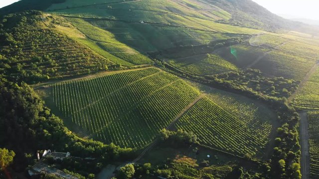 Aerial view of vineyard on a hill during sunset with grapes for wine