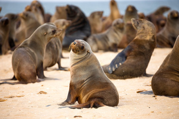 Seal Colony