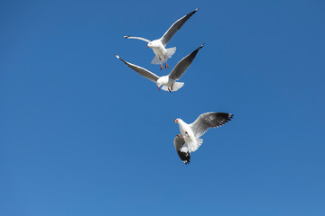 Seagulls flying