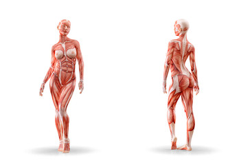 Muscles anatomy female figure workout, isolated.  Healthcare, fitness, dancing, diet and sport concept. 3D illustration