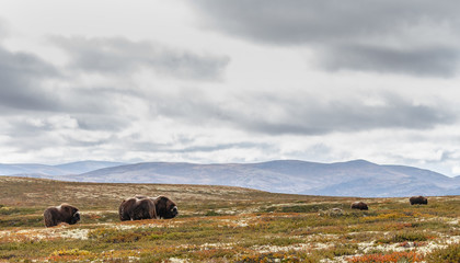 Obraz premium Musk-ox in a fall colored setting at Dovrefjell Norway
