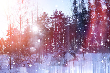 Winter forest on a sunny day. Landscape in the forest on a snowy morning. New Year's winter forest.