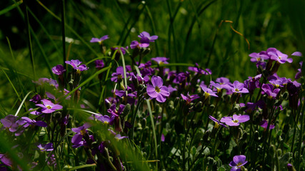 purple flowers in garden