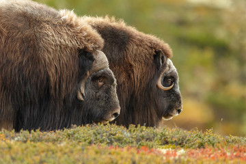 Musk-ox in a fall colored setting at Dovrefjell Norway