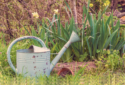 Spring gardening composition in vintage rustic style/old watering can, spring plants on natural light outdoors