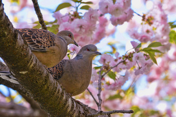 Turtle doves couple ,animals that mate for life ,emblem of love,with yaesakura flowers. 